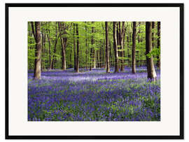 Inramat konsttryck Bluebells in woodland