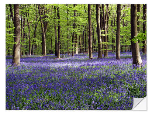 Naklejka na ścianę Bluebells in Woodland