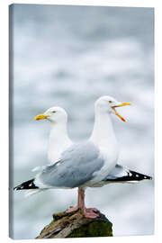 Canvas print Two Herring Gulls