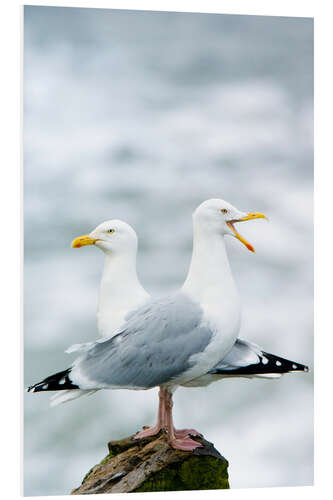 Foam board print Two Herring Gulls