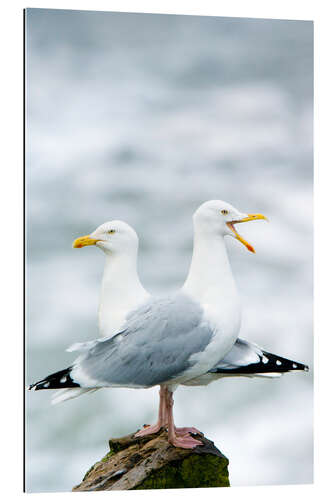 Quadro em plexi-alumínio Two Herring Gulls