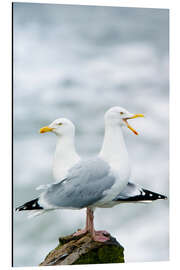 Magnettafel Silbermöwen auf einem Fels