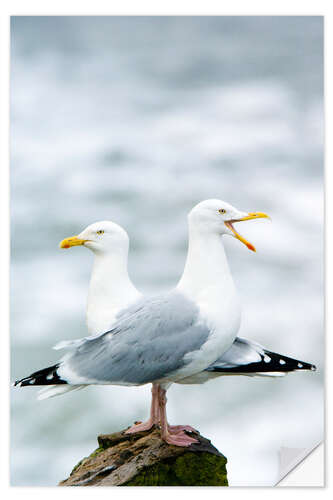 Selvklebende plakat Two Herring Gulls