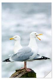 Vinilo para la pared Two Herring Gulls