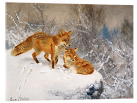 Acrylglas print  Two foxes in a winter landscape - Bruno Andreas Liljefors