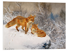 Foam board print Two foxes in a winter landscape