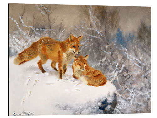 Galleriprint Two foxes in a winter landscape