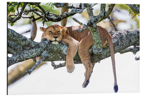 Alumiinitaulu Lioness, resting