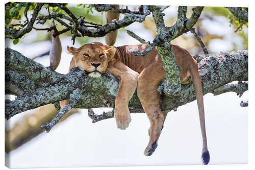 Canvas print Lioness, resting