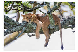 Hartschaumbild Löwin beim Ausruhen