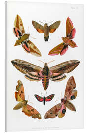 Aluminium print British moths