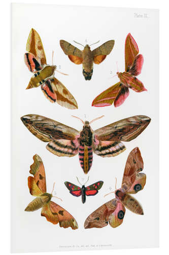 Foam board print British moths