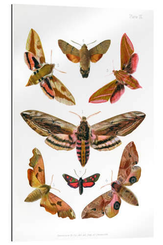 Quadro em plexi-alumínio British moths