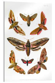 Galleritryk British moths