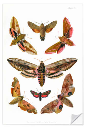 Wall sticker British moths