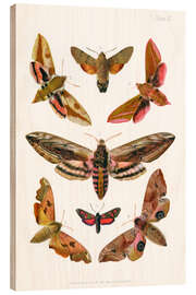 Puutaulu British moths