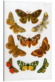 Stampa su alluminio British moths