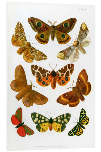 Quadro em PVC British moths