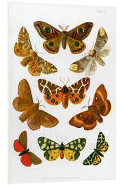 Foam board print British moths