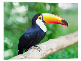 Foam board print Toucan