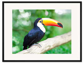 Gerahmter Kunstdruck Tukan auf einem Ast
