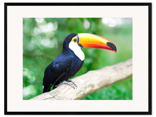Ingelijste kunstdruk Toucan
