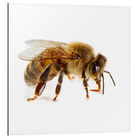 Aluminium print Honey bee