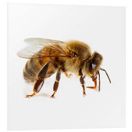 Foam board print Honey bee