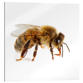 Quadro em plexi-alumínio Honey bee