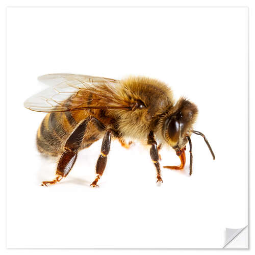 Vinilo para la pared Honey bee