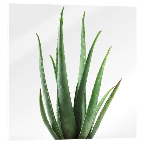 Quadro em acrílico Aloe vera plant