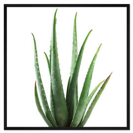 Gerahmter Kunstdruck Aloe vera Pflanze