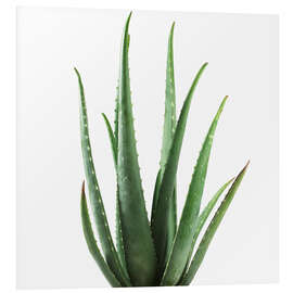 Foam board print Aloe vera plant