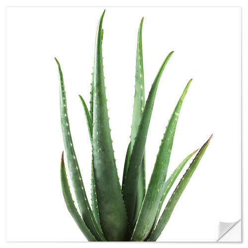 Sticker mural Plante aloe vera