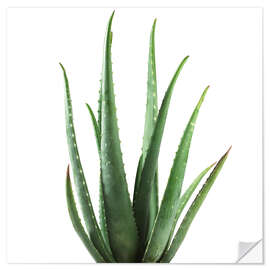 Selvklebende plakat Aloe vera plant