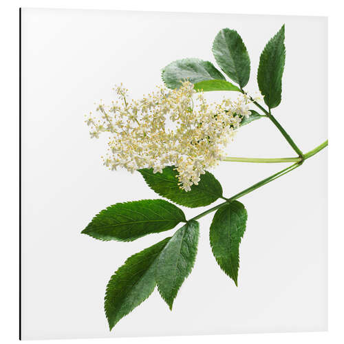 Stampa su alluminio Elderflower blossom