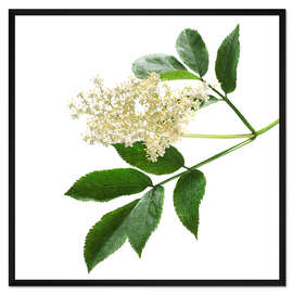 Gerahmter Kunstdruck Holunderblüte