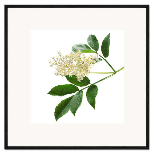 Framed art print Elderflower blossom