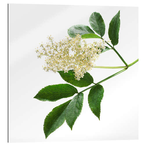 Galleriataulu Elderflower blossom