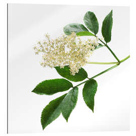 Gallery print Elderflower blossom