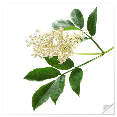 Naklejka na ścianę Elderflower blossom