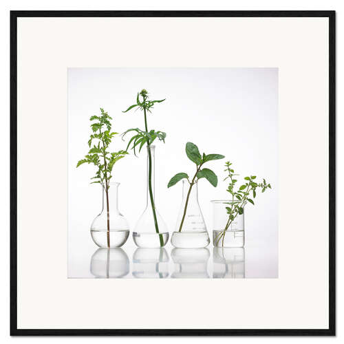Framed art print Medicinal plants, conceptual image