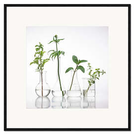 Framed art print Medicinal plants, conceptual image