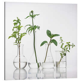 Magnettafel Heilpflanzen in Gläsern