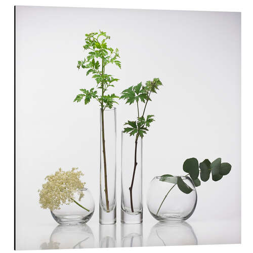 Aluminium print Medicinal plants, conceptual image