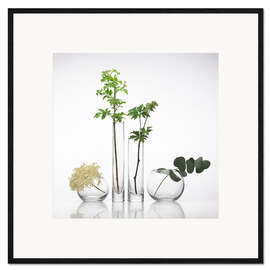 Framed art print Medicinal plants, conceptual image
