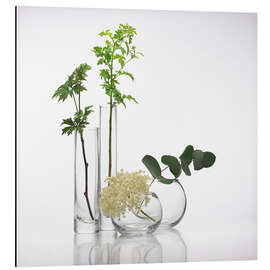 Aluminium print Plants in glass vases