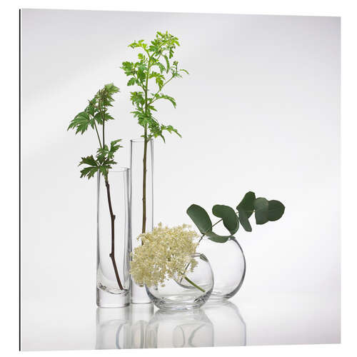 Stampa su plexi-alluminio Plants in glass vases