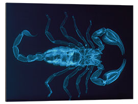 Obraz na aluminium X-ray of the scorpion, Palamnaeus fulvipes