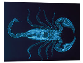 Foam board print X-ray of the scorpion, Palamnaeus fulvipes